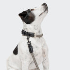 Dog Collar Mauerpark Zigzag Black product image