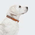 Dog Collar Prater Sunset product image