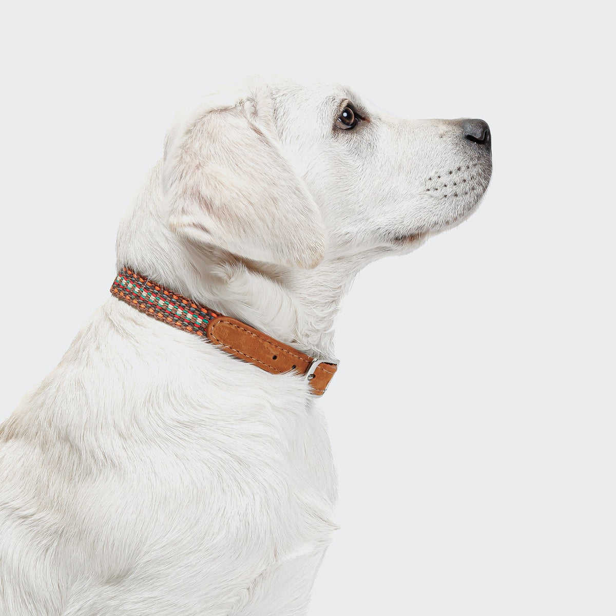 Dog Collar Prater Sunset product image