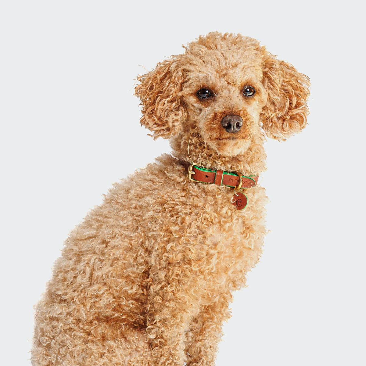 Dog Collar Prince Park Cognac/Green product image