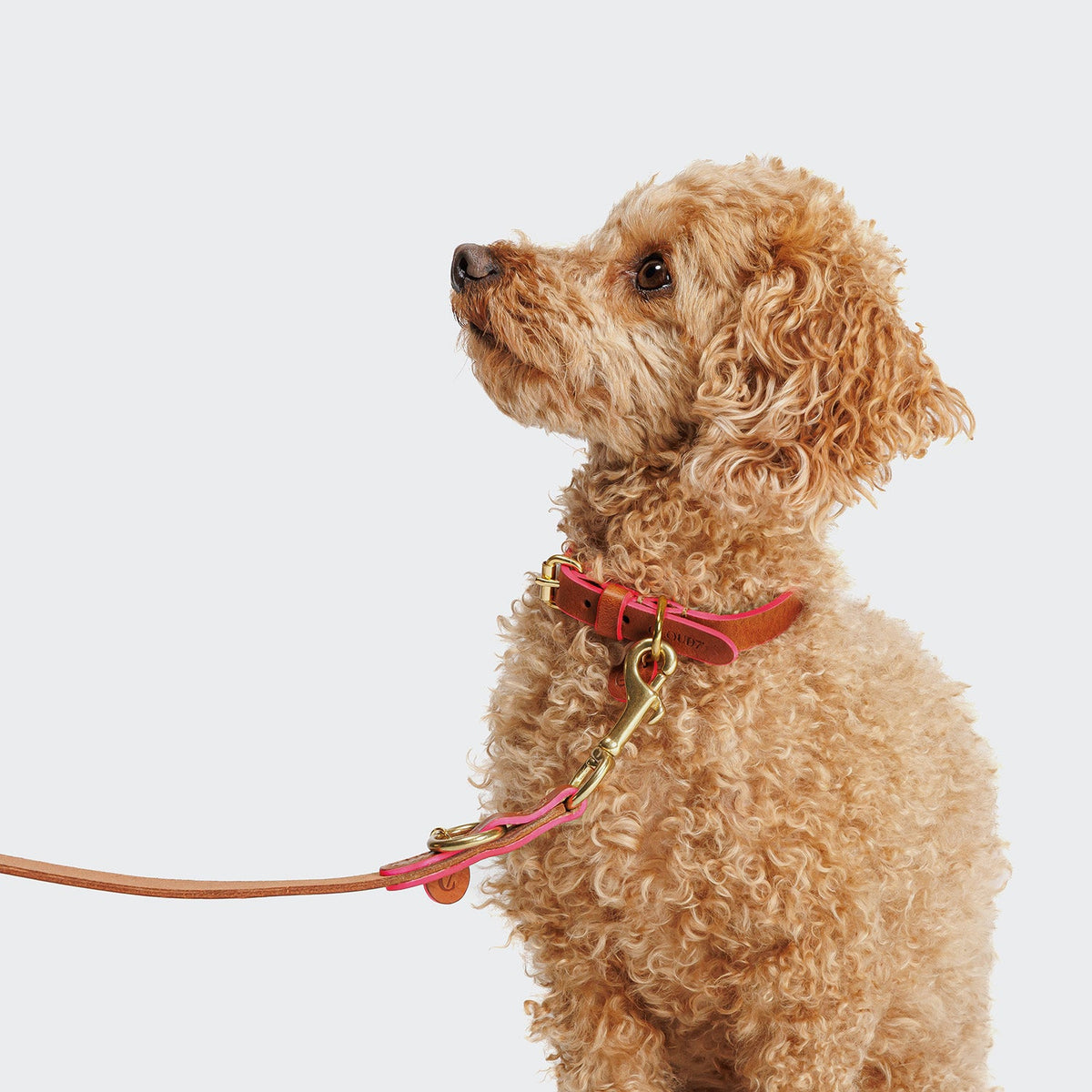 Dog Leash Prince Park Cognac/Pink product image