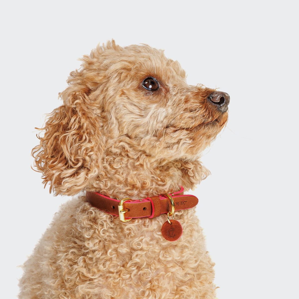 Dog Collar Prince Park Cognac/Pink product image