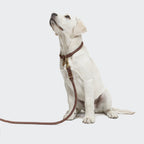 Dog Leash Ravello Hazel product image