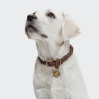 Dog Collar Ravello Hazel product image