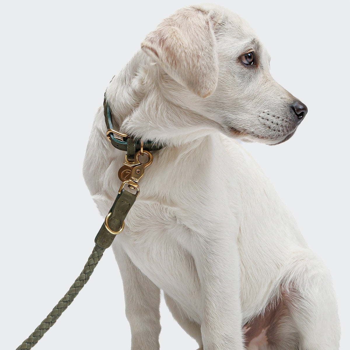 Dog Leash Ravello Moss product image
