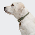 Dog Collar Ravello Moss product image
