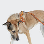 Harness Central Park Camel Silver product image
