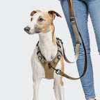 Y Safety Harness AKTIV Khaki/Grey product image
