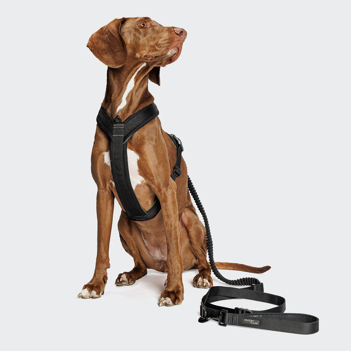 L-2 Jogging-Leash AKTIV Black product image