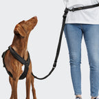 L-2 Jogging-Leash AKTIV Black product image