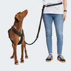 Y-1 Harness AKTIV Air-Mesh Black product image