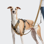 L-1 Hands-Free Leash AKTIV Khaki/Grey product image