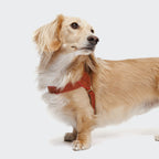 Dog Harness Prince Park Cognac/Pink product image