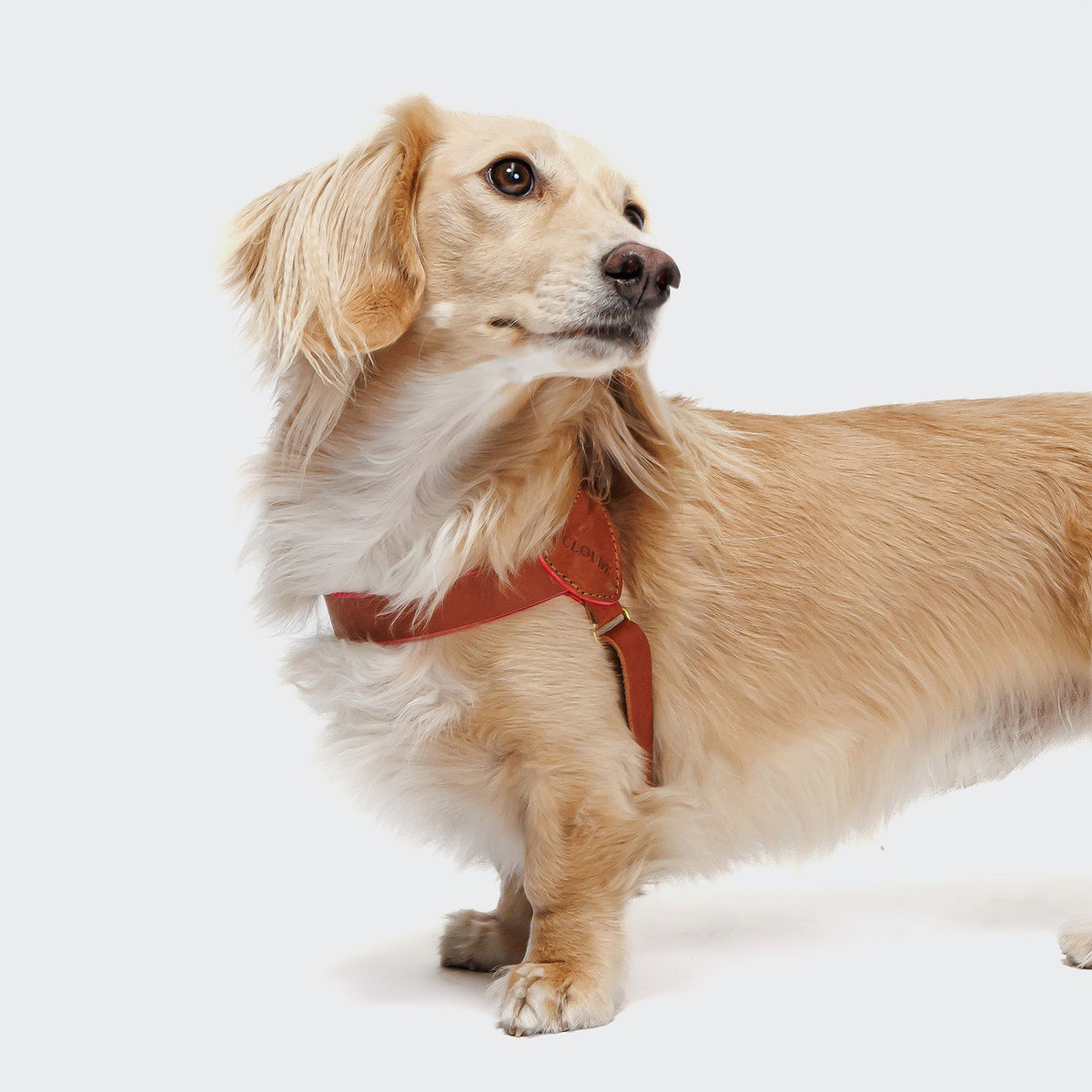 Dog Harness Prince Park Cognac/Pink product image