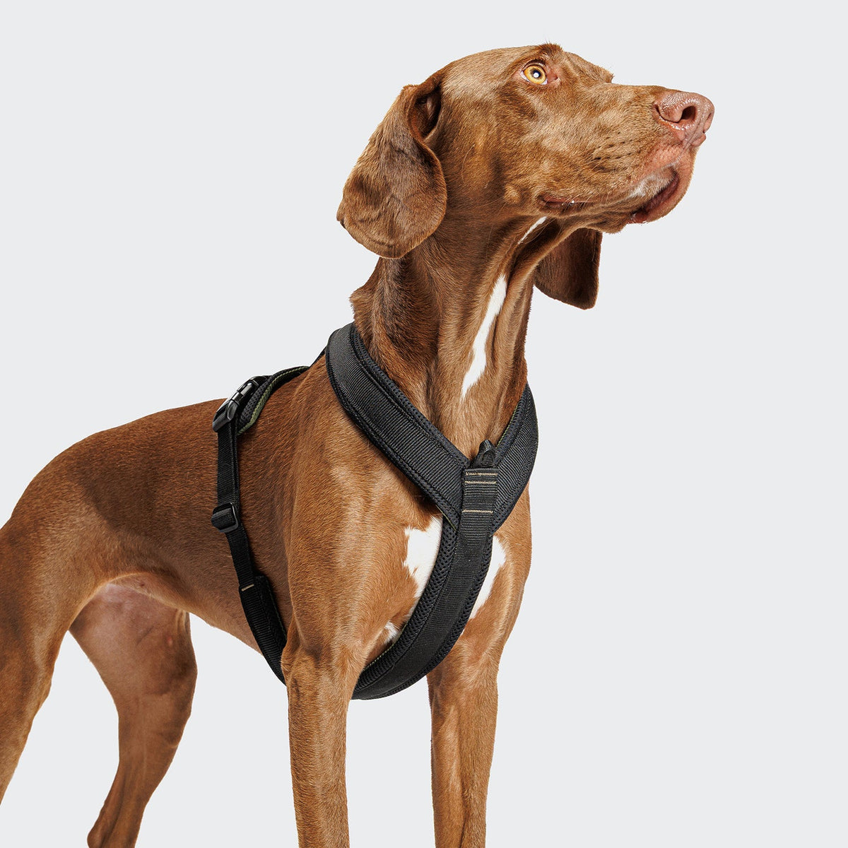 Y-1 Harness AKTIV Air-Mesh Black product image