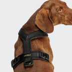 Y-1 Harness AKTIV Air-Mesh Black product image