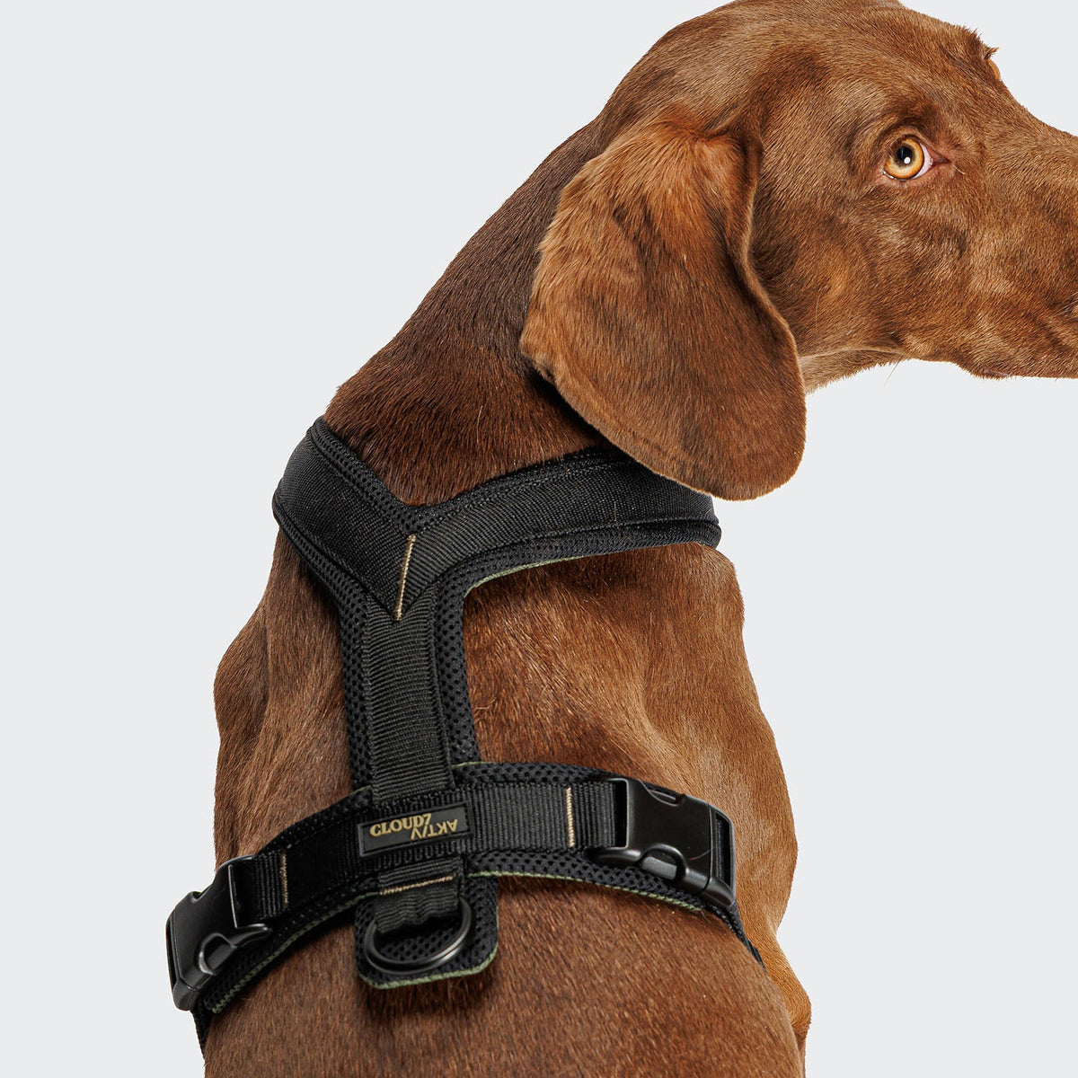 Y-1 Harness AKTIV Air-Mesh Black product image