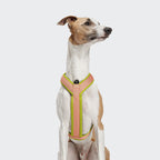Y-1 Harness AKTIV Air-Mesh Peach product image
