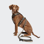 L-2 Jogging-Leash AKTIV Olive product image