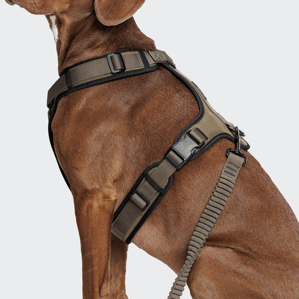 L-2 Jogging-Leash AKTIV Olive product image