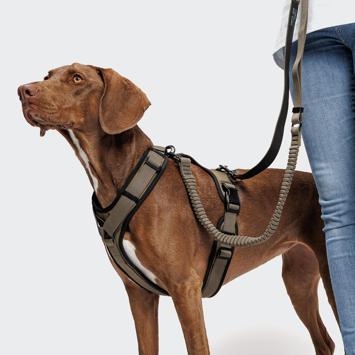 Y-3 Harness AKTIV Softshell Olive product image