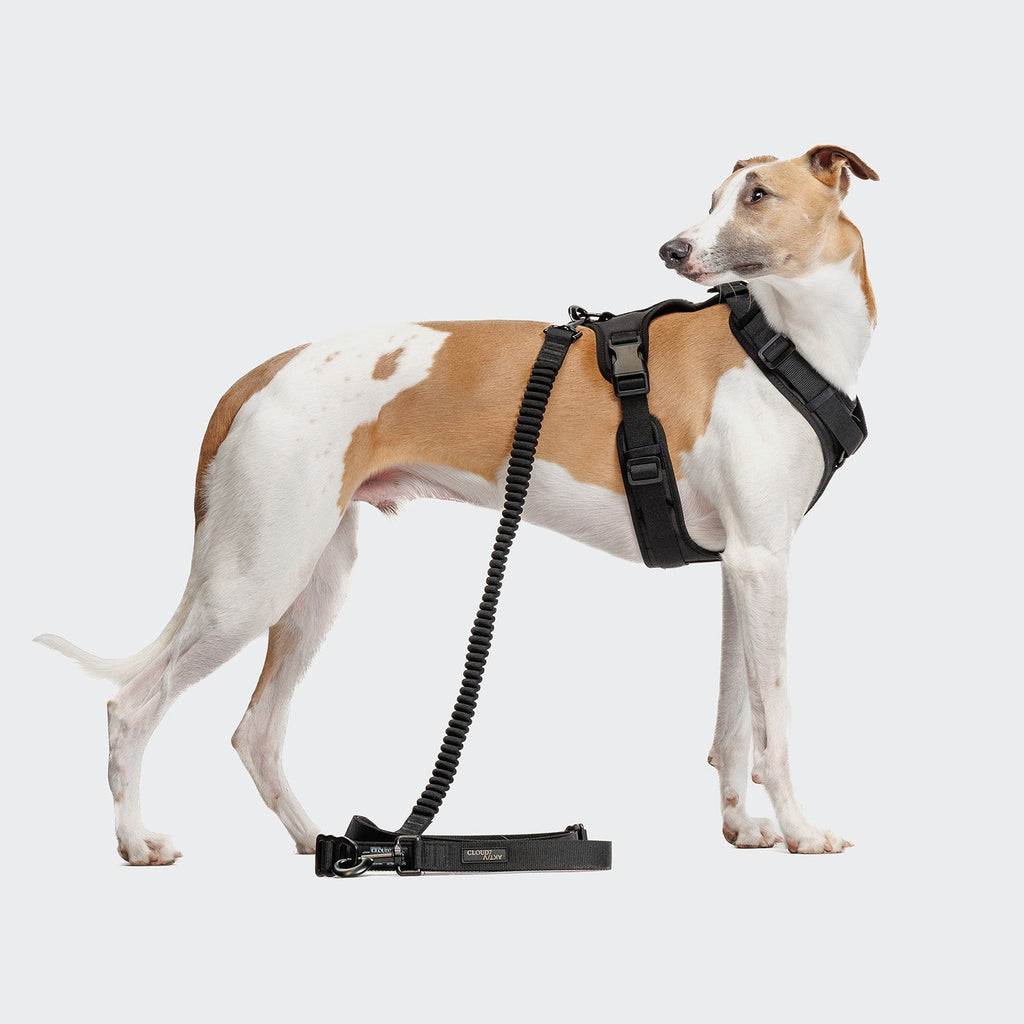 L-2 Jogging-Leash AKTIV Black product image