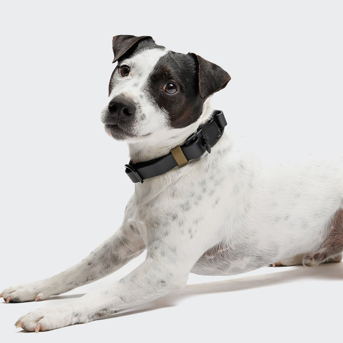 Dog Collar BioThane Ipanema Black-Olive product image