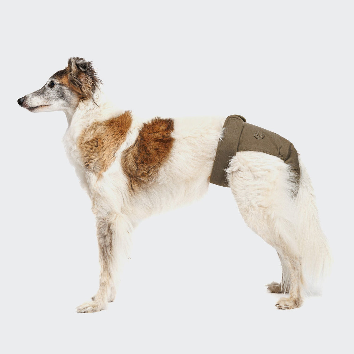 Dog Panties Olive product image