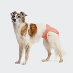 Dog Panties Rose product image