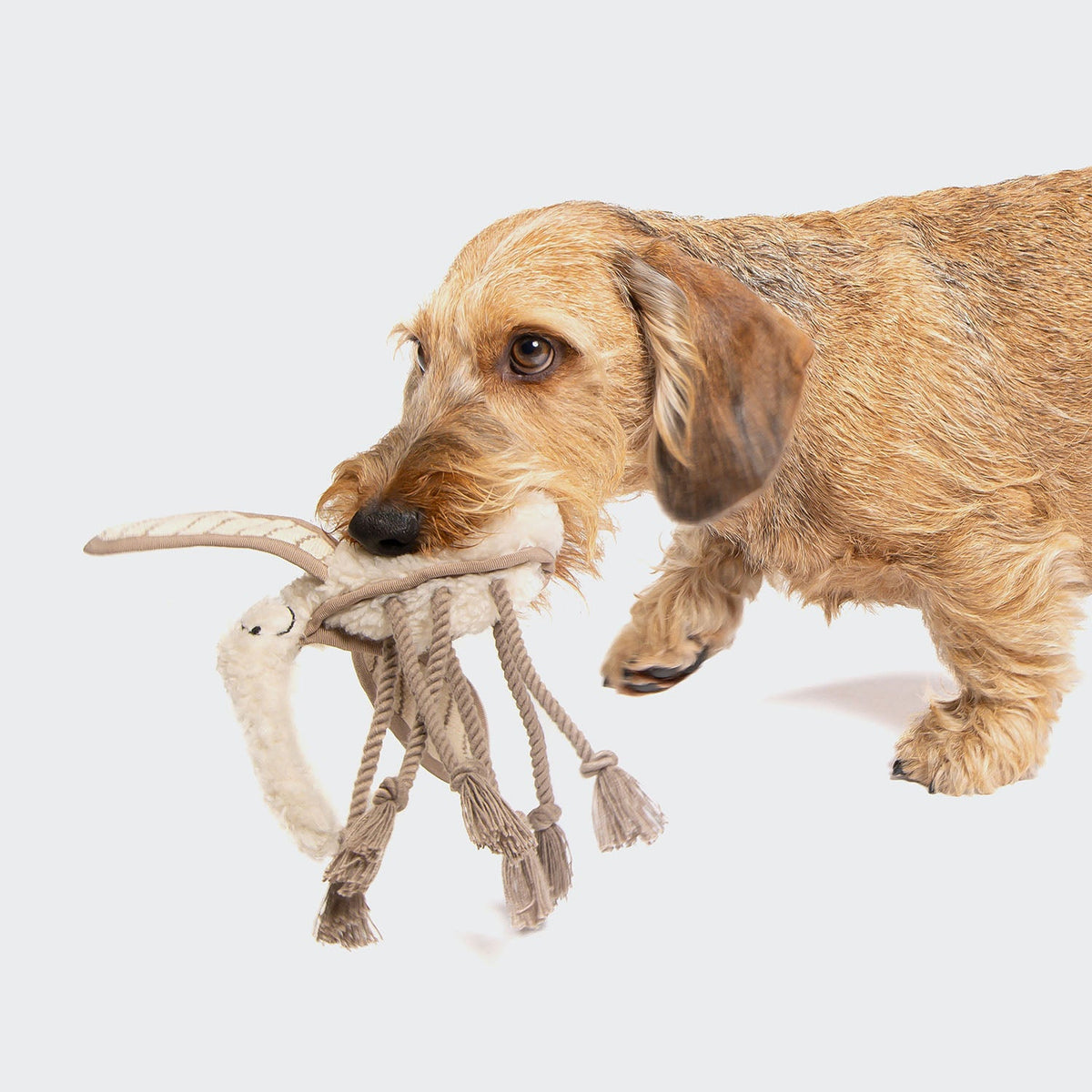 Dog Toy Mosquito Momo product image