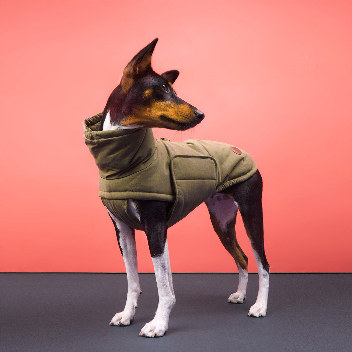 Dog Coat Yukon Teddy Khaki product image