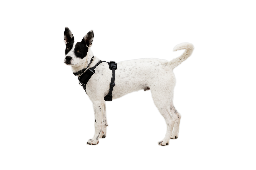 Front Range® Flex Harness product image