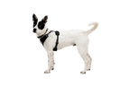 Front Range® Flex Harness product image