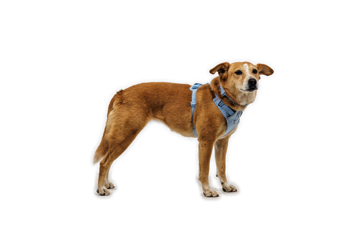 Front Range® Flex Harness product image