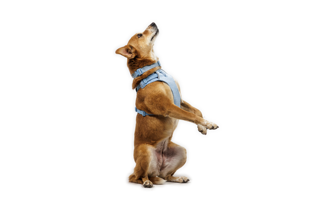 Front Range® Flex Harness product image