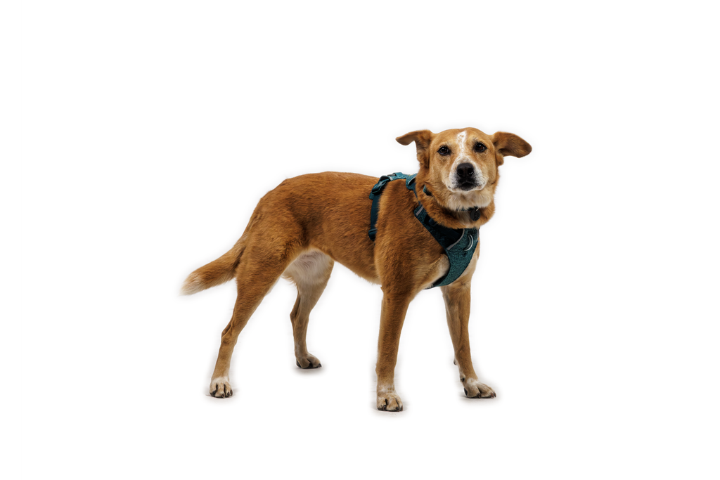 Front Range® Flex Harness product image