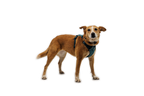 Front Range® Flex Harness product image
