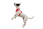 Front Range® Flex Harness product image