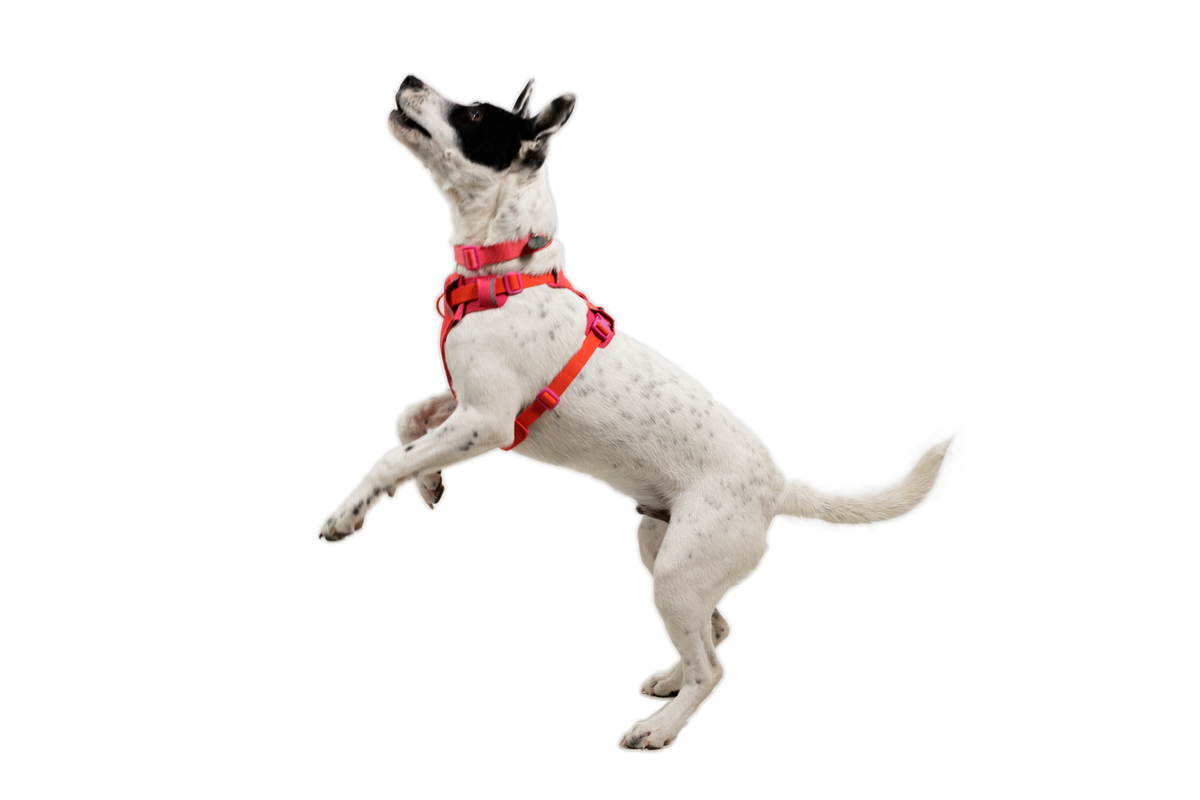 Front Range® Flex Harness product image