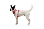 Front Range® Flex Harness product image