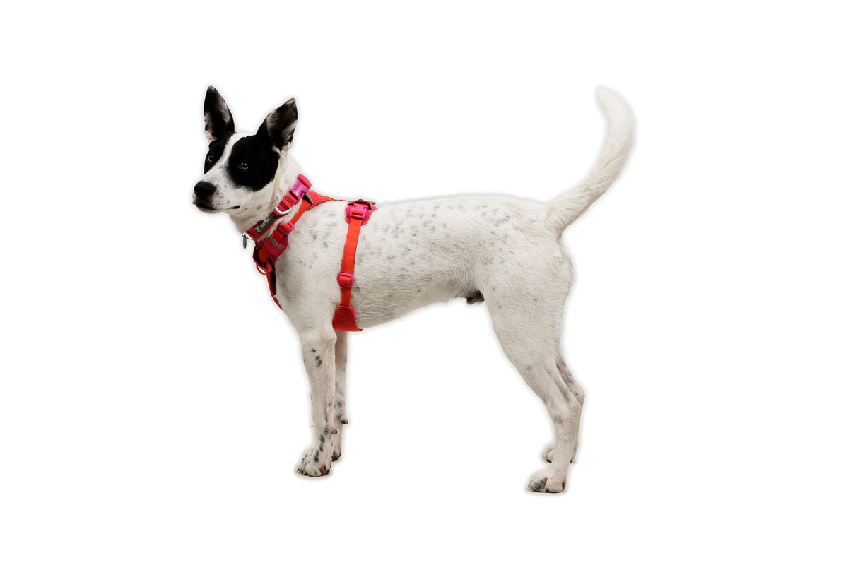 Front Range® Flex Harness product image