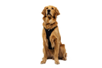 Ridgeline™ Harness product image