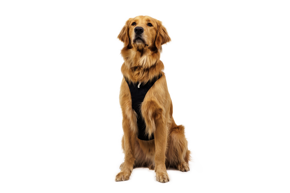 Ridgeline™ Harness product image