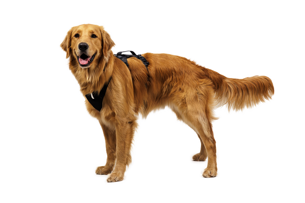 Ridgeline™ Harness product image