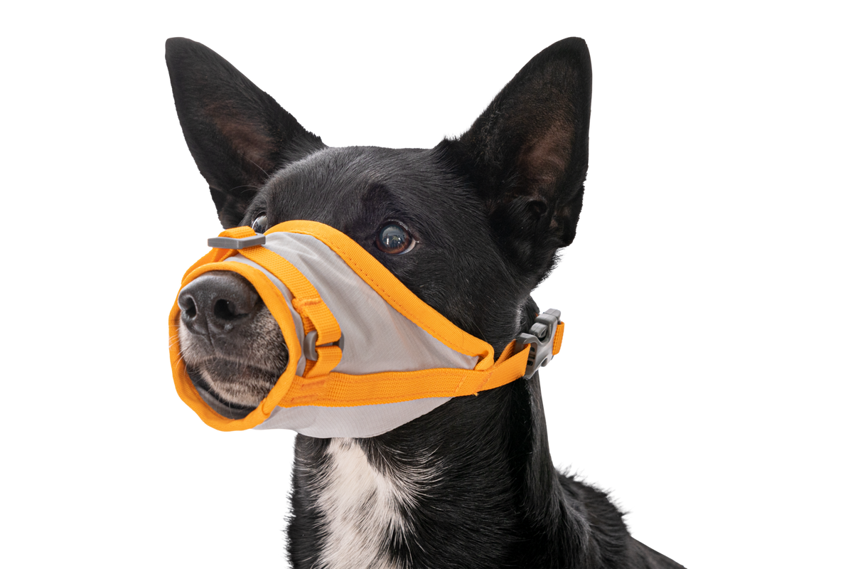 BackTrak™ Dog Evacuation Kit product image