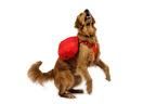 Palisades™ Dog Pack product image