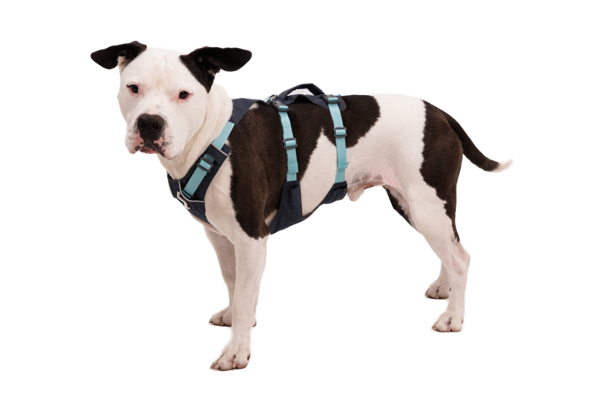 Flagline™ Dog Harness with Handle product image