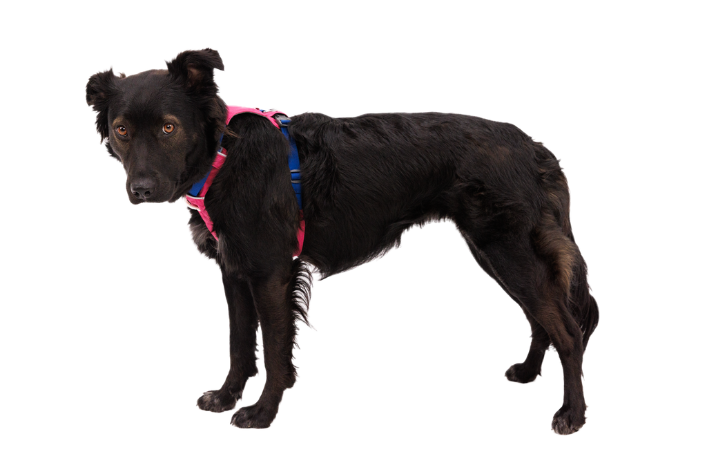 Hi & Light™ Lightweight Dog Harness product image