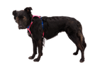 Hi & Light™ Lightweight Dog Harness product image
