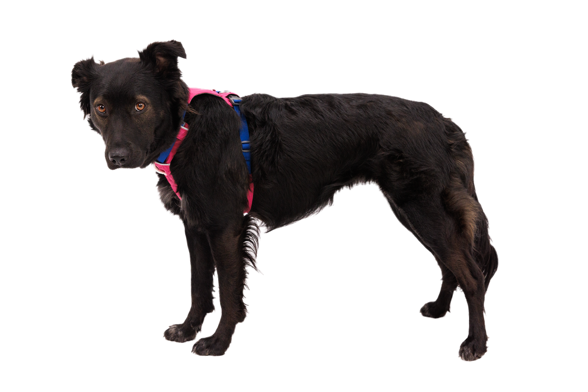 Hi & Light™ Lightweight Dog Harness product image